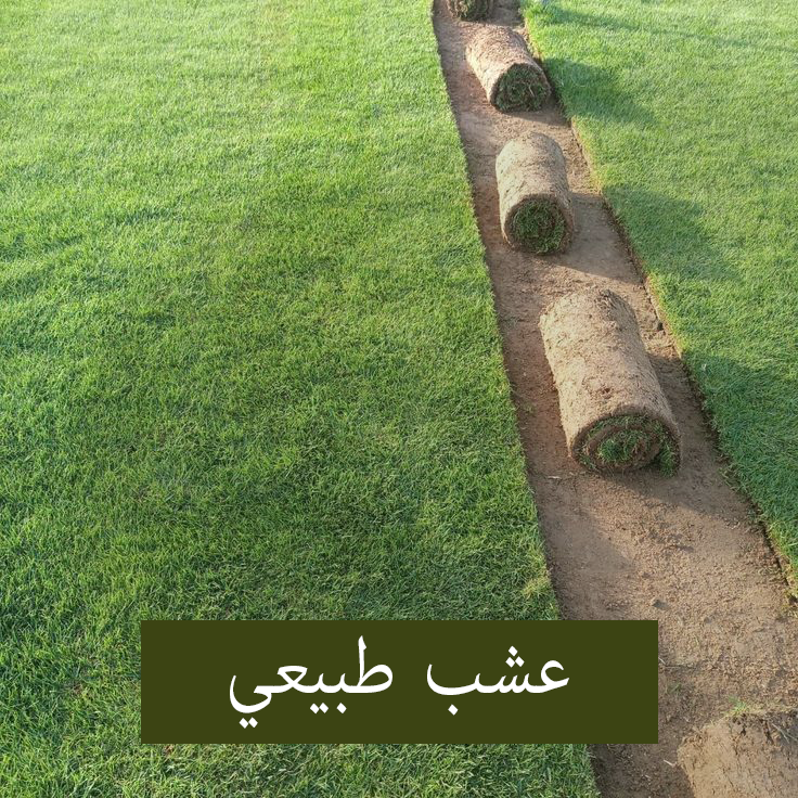 عشب-طبيعي